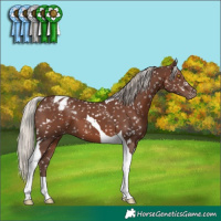 Horse Color:Silver Black Tobiano Appaloosa 