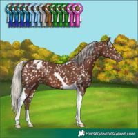 Horse Color:Silver Black Tobiano Appaloosa 