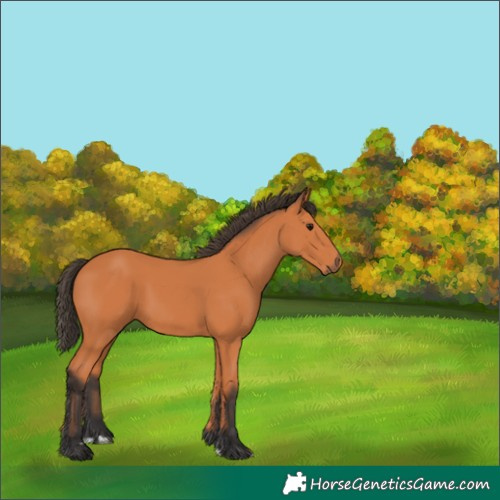Horse Color:Unknown 