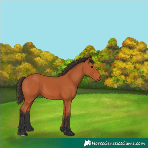 Horse Color:Unknown 