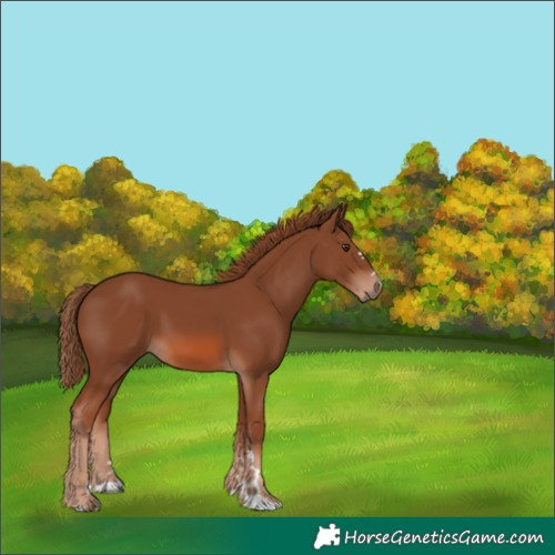 Horse Color:Unknown 