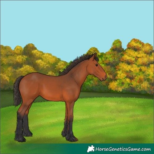 Horse Color:Unknown 