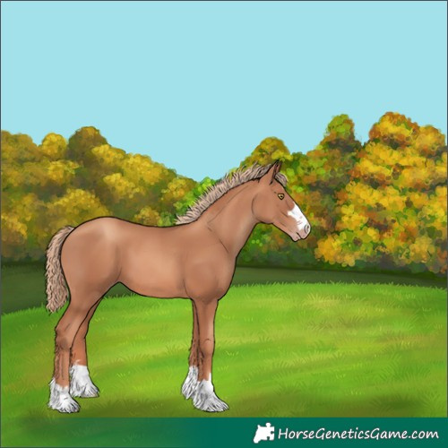 Horse Color:Unknown 