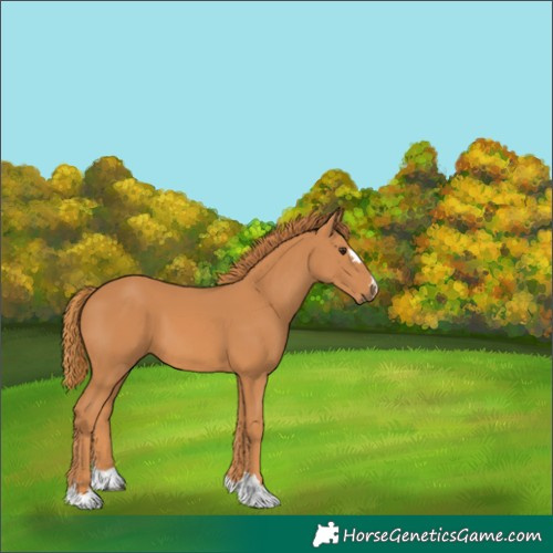 Horse Color:Unknown 