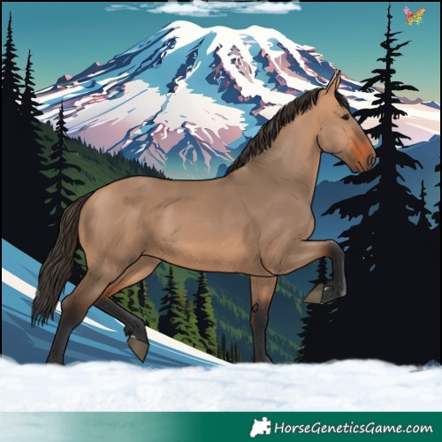 Horse Color:Bay Dun