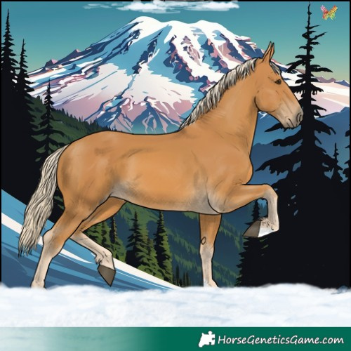 Horse Color:Palomino