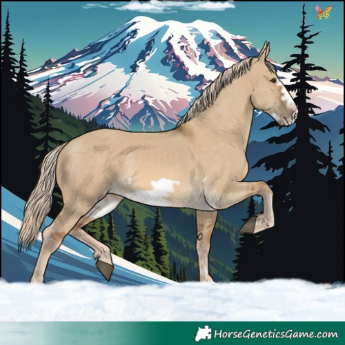 Horse Color:Chocolate Palomino Dun Frame