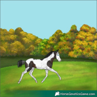 Horse Color:Brown Splash Tobiano Appaloosa