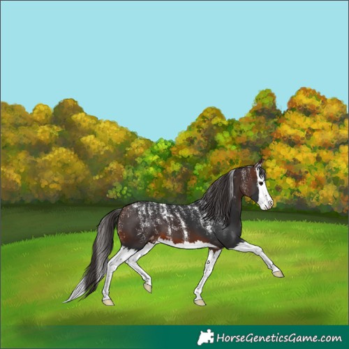 Horse Color:Powder White Brown Splash Appaloosa