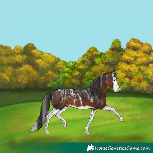 Horse Color:Powder White Brown Splash Appaloosa 