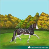 Horse Color:Powder White Brown Splash Varnish 