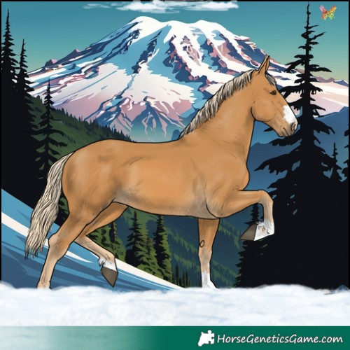 Horse Color:Palomino