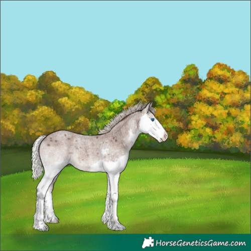 Horse Color:Silver Blue Roan Splash Varnish 