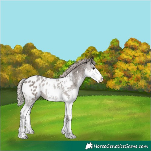 Horse Color:Silver Blue Roan Splash Appaloosa 