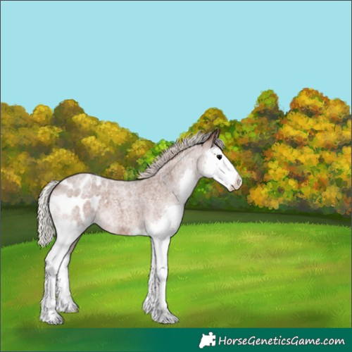 Horse Color:Silver Blue Roan Splash Appaloosa 