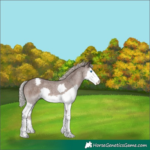 Horse Color:Silver Blue Roan Splash Appaloosa 