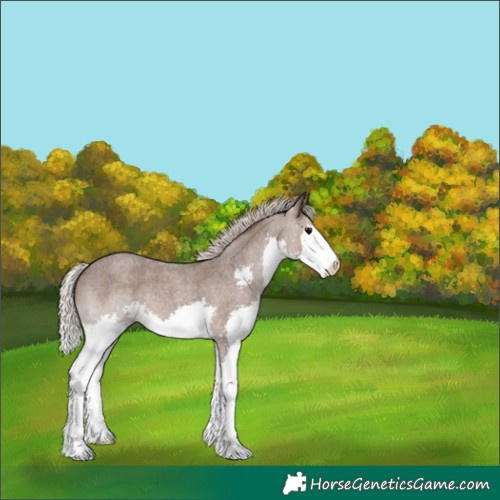 Horse Color:Silver Blue Roan Splash Appaloosa 