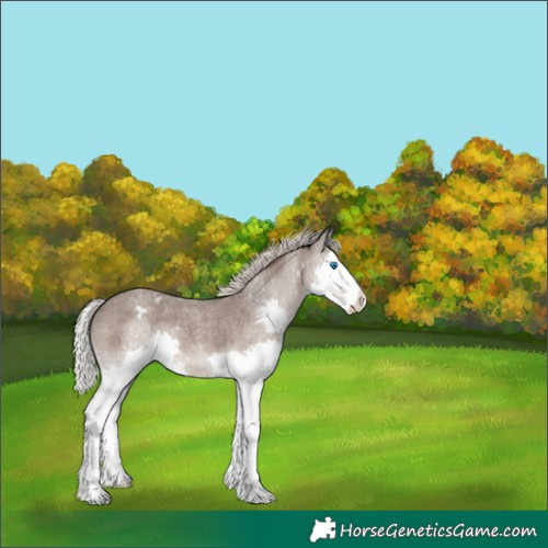 Horse Color:Silver Blue Roan Splash Appaloosa 