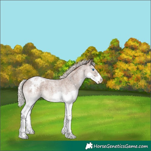 Horse Color:Silver Blue Roan Splash Appaloosa 