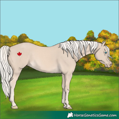 Horse Color:Cremello 