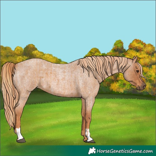 Horse Color:Red Roan  and Red Roan 