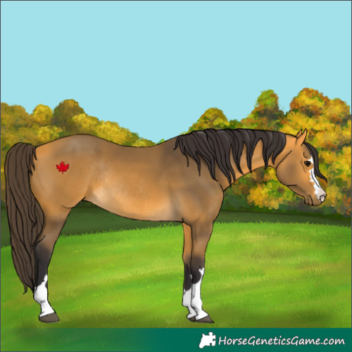 Horse Color:Buckskin Rabicano 