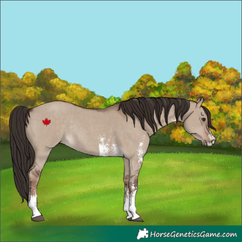 Horse Color:Liver Red Dun Sabino Rabicano 