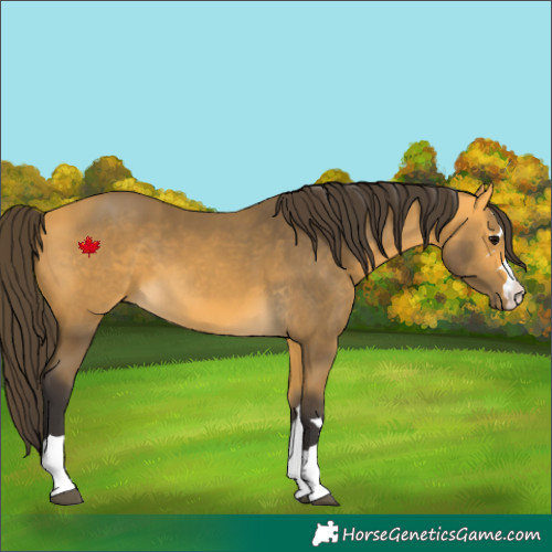 Horse Color:Buckskin 