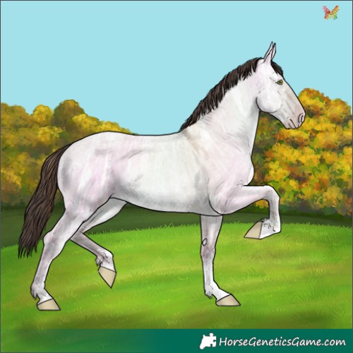 Horse Color:Amber Champagne Ice Roan Dun Sabino