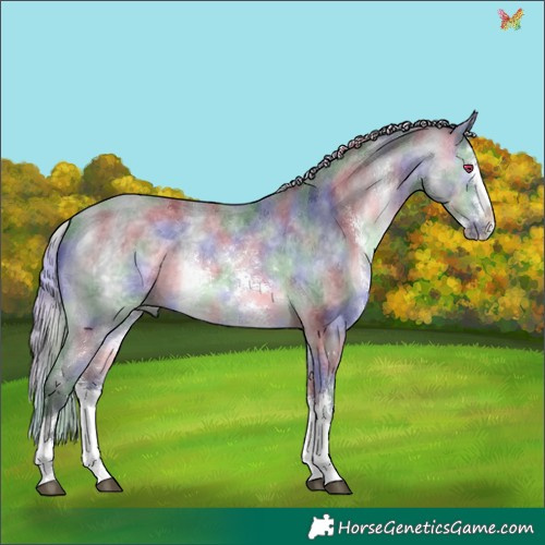 Horse Color:Nacre Silver Bay Chinchilla Sabino Splash 