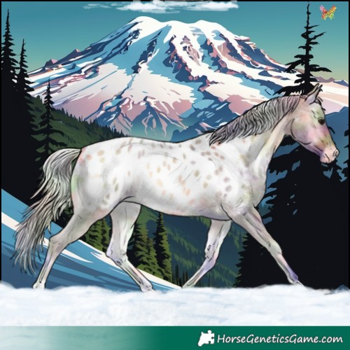 Horse Color:Nacre Silver Buckskin Roan Onyx Appaloosa 