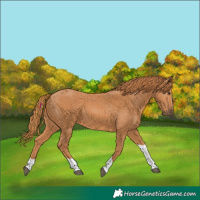 Horse Color:Chestnut Tobiano 