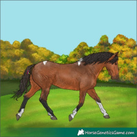 Horse Color:Bay Tobiano 