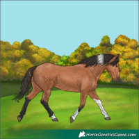Horse Color:Bay Tobiano