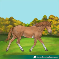 Horse Color:Chestnut Tobiano 