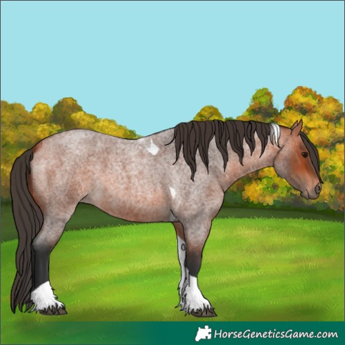 Horse Color:Bay Roan Tobiano