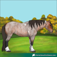 Horse Color:Bay Roan Tobiano 