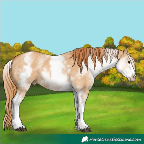 Horse Color:White Spotted Red Dun Rabicano  and White Spotted Red Dun Rabicano 