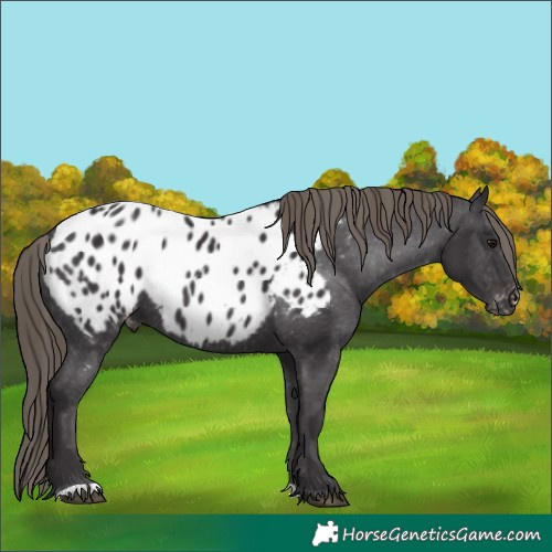 Horse Color:Smoky Black Appaloosa 