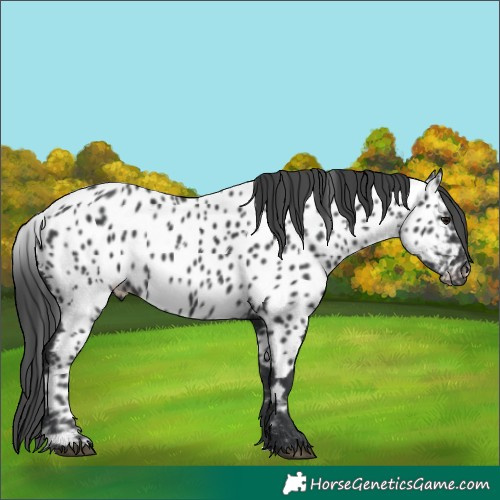 Horse Color:Black Appaloosa 