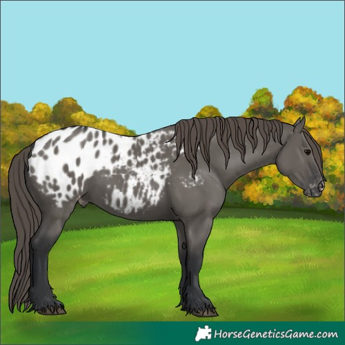 Horse Color:Grullo Appaloosa 