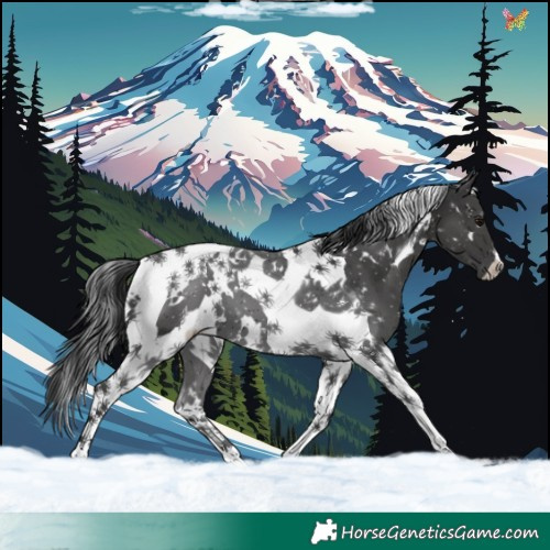 Horse Color:White Spotted Black Tobiano 