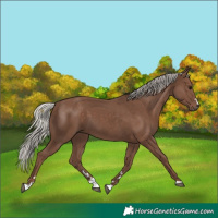 Horse Color:Silver Black 