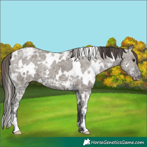 Horse Color:White Spotted Grullo Ice Appaloosa