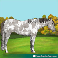Horse Color:White Spotted Grullo Ice Varnish 