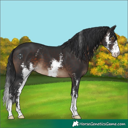 Horse Color:Brown Sabino 
