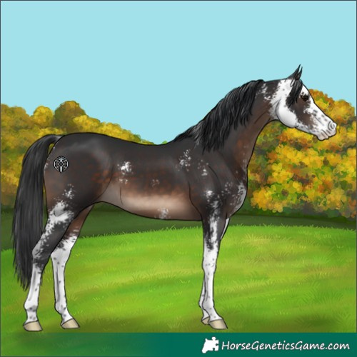 Horse Color:Brown Sabino 