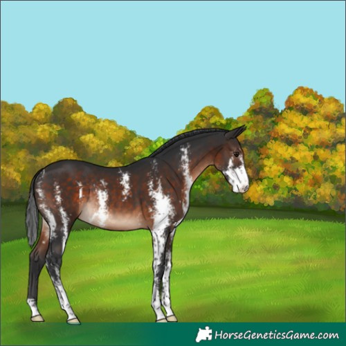 Horse Color:Brown Sabino Rabicano 