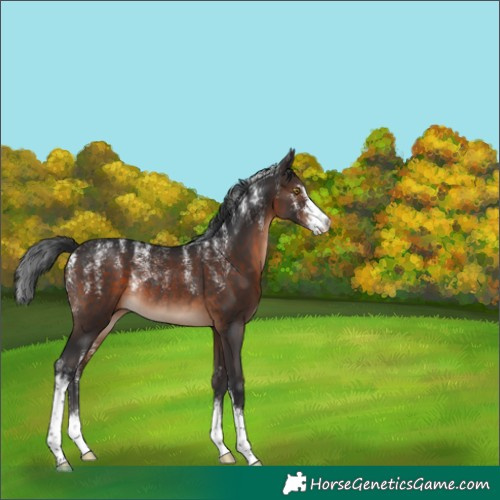 Horse Color:Powder White Brown Sabino Rabicano 