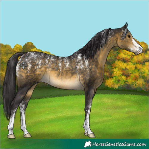 Horse Color:Powder White Buckskin Rabicano 